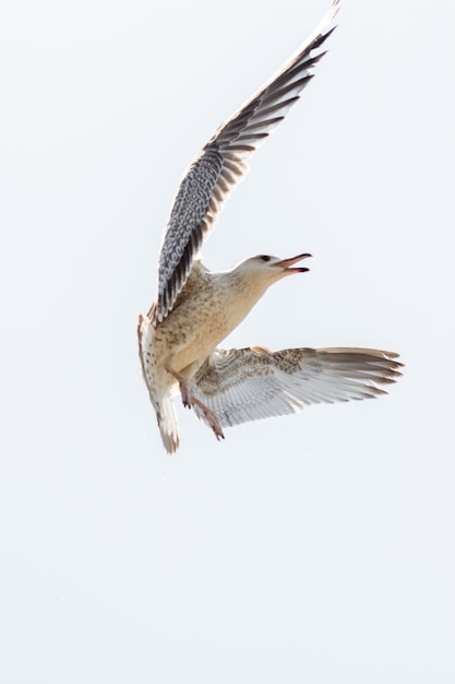 Gaviota sola volando en un cielo