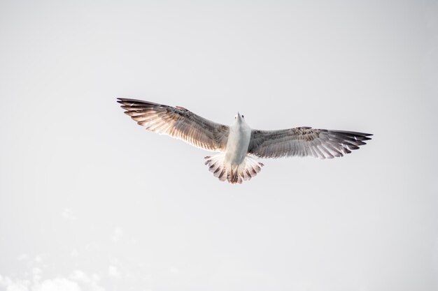 Gaviota sola volando en un cielo