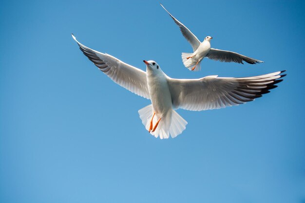 Gaviota sola volando en un fondo de cielo azul