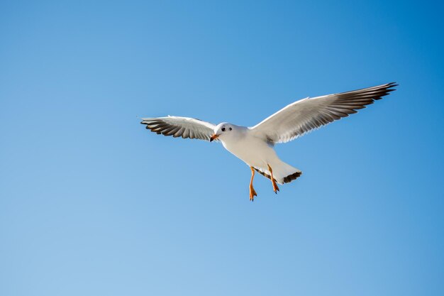 Gaviota sola volando en un fondo de cielo azul