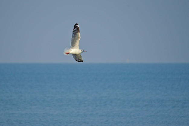 Una gaviota solitaria extiende sus alas volando hacia el cielo sobre el océano.