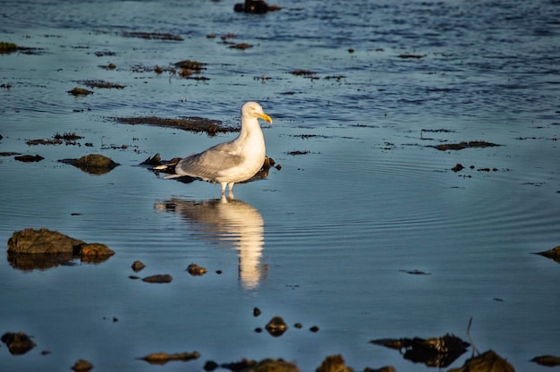 Una gaviota con su reflejo en el mar poco profundo.