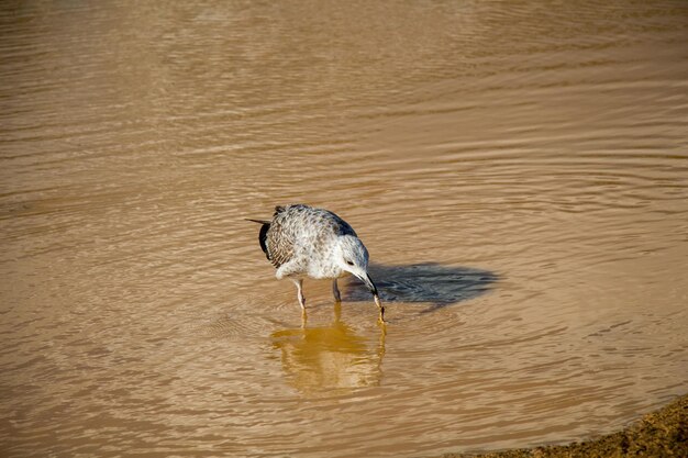 Gaviota en suelo con agua fangosa