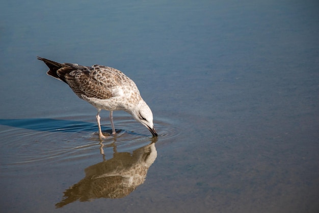 La gaviota en el suelo con agua fangosa