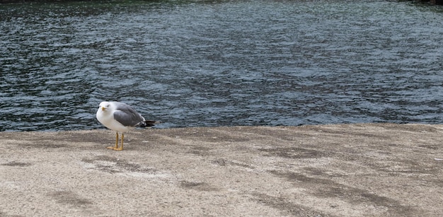 Gaviota en el suelo mirando al frente