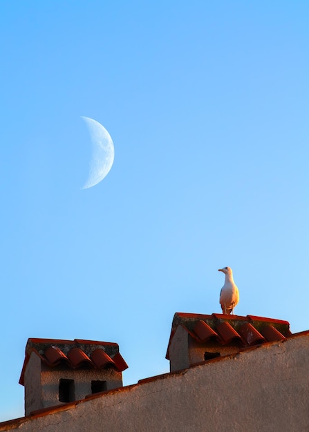 Gaviota en el techo contra el telón de fondo de la luna Imagen de verano