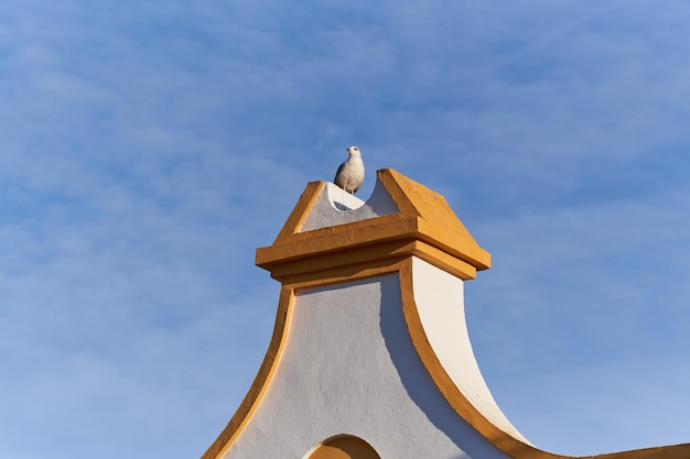 Gaviota en el techo vista desde abajo