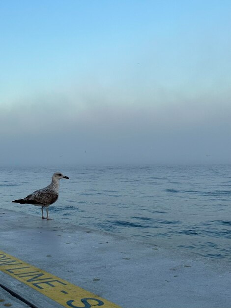 gaviota en el terraplén del Bósforo