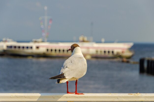 Gaviota en la valla contra el fondo del mar.