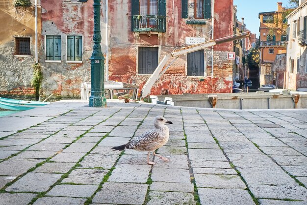 Foto gaviota en venecia, cerca del canal