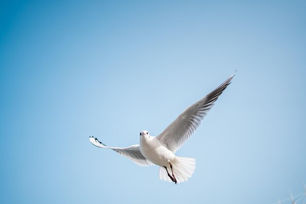 La gaviota voladora en un cielo despejado