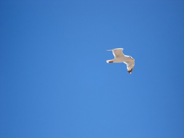 Foto la gaviota voladora en el cielo