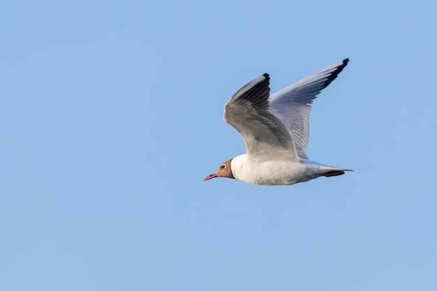 Gaviota Voladora, Gaviota De Cabeza Negra (Larus ridibundus)