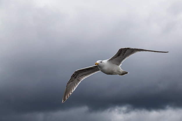 Gaviota volando en el aire