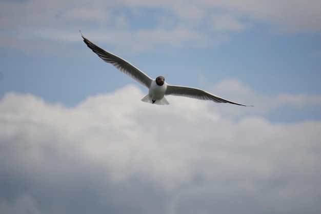 Gaviota volando en blanco y negro