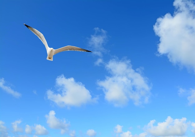 Gaviota volando bajo un cielo azul con nubes