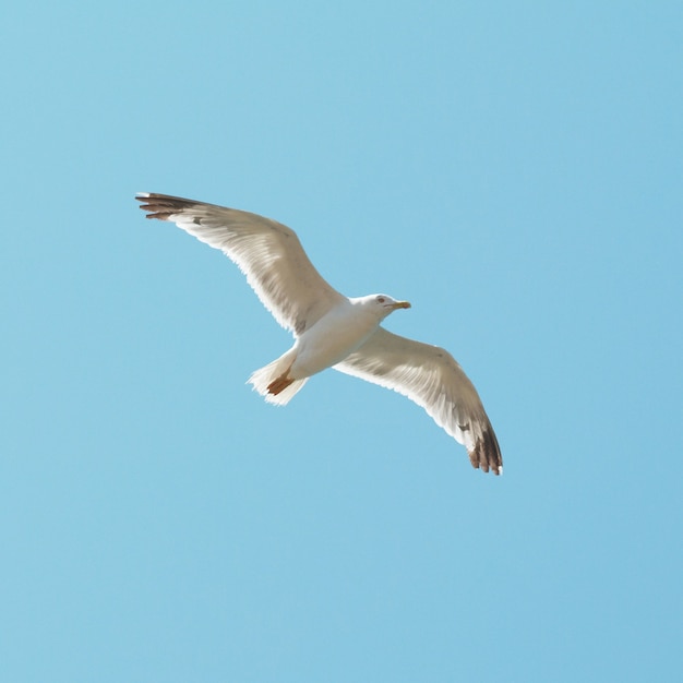 Foto gaviota volando en el cielo azul