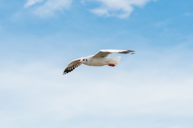 Gaviota volando en el cielo azul