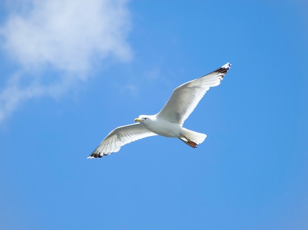 Una gaviota, volando en el cielo azul.