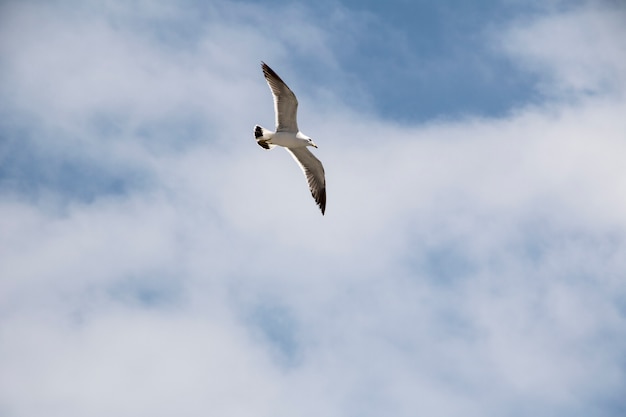 Gaviota volando en el cielo azul