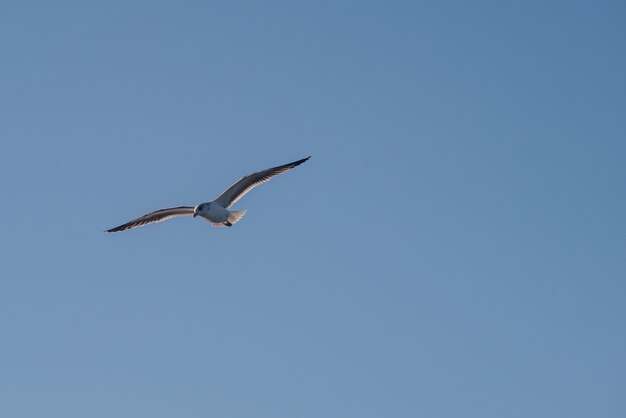 Gaviota volando en el cielo azul.