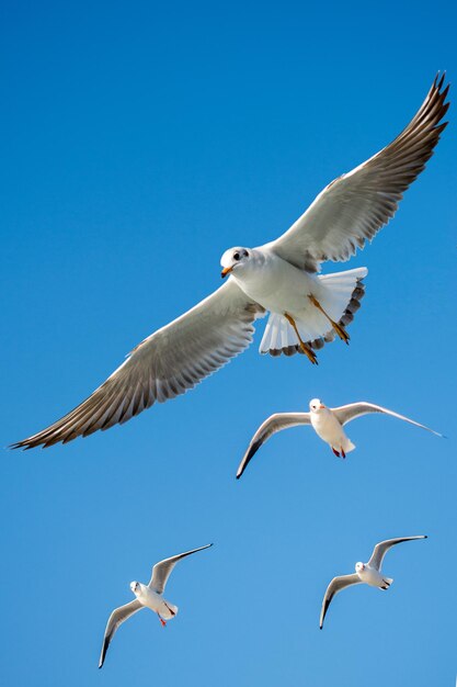 Gaviota volando en un cielo azul