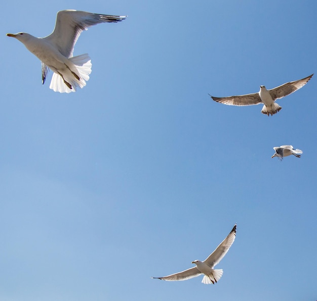 Gaviota volando en un cielo azul