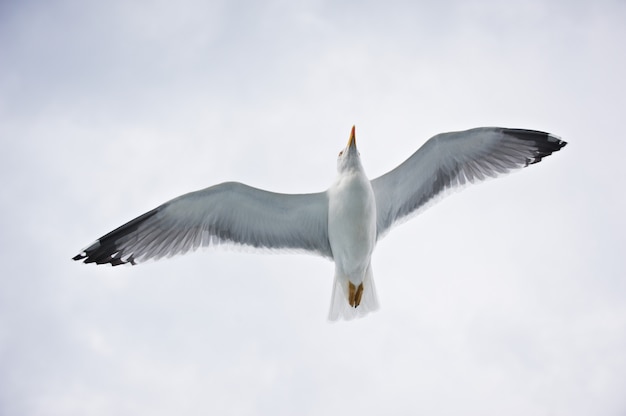 Gaviota volando en el cielo blanco nublado