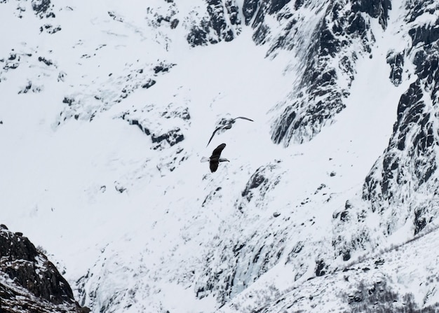 Gaviota volando en el cielo en la montaña nevada