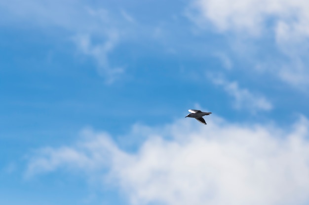 Gaviota volando en el cielo con nubes