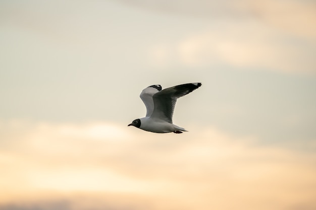 Gaviota volando en el cielo nublado