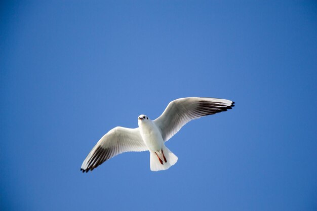 La gaviota volando en el cielo sobre las aguas del mar