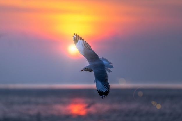 Foto gaviota volando en el cielo sobre el mar.