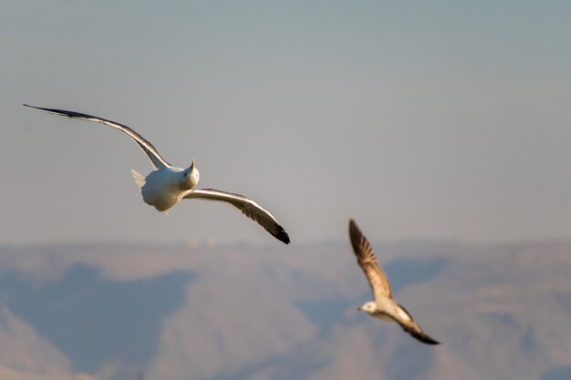 Foto la gaviota volando en el cielo