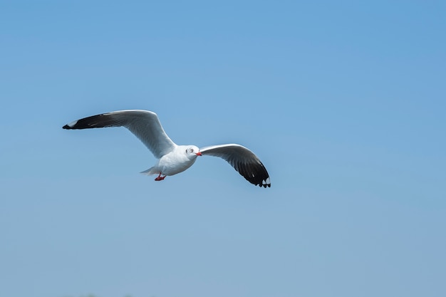 Gaviota volando en el cielo