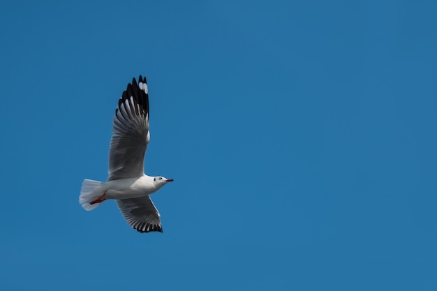 Gaviota volando en el cielo