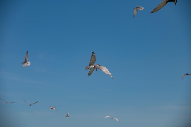 Gaviota volando en el cielo