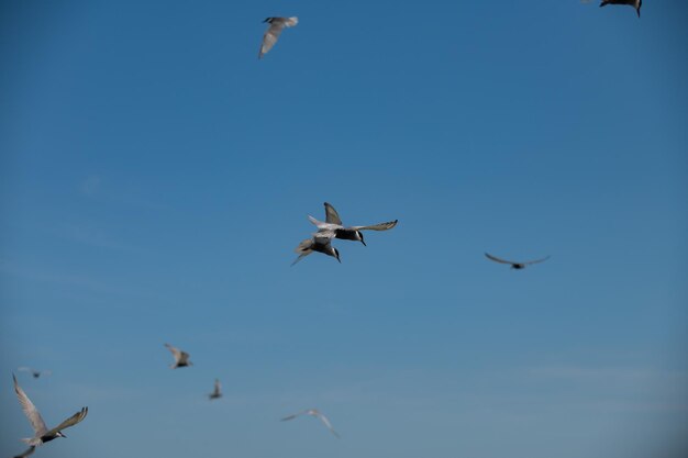 Gaviota volando en el cielo