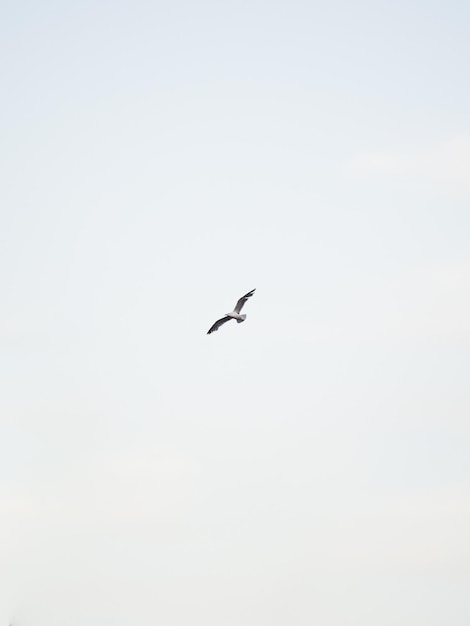 Gaviota volando en el cielo