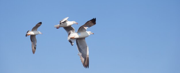 Gaviota volando en el cielo