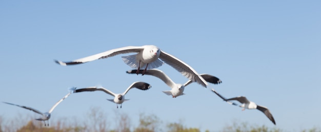 Gaviota volando en el cielo