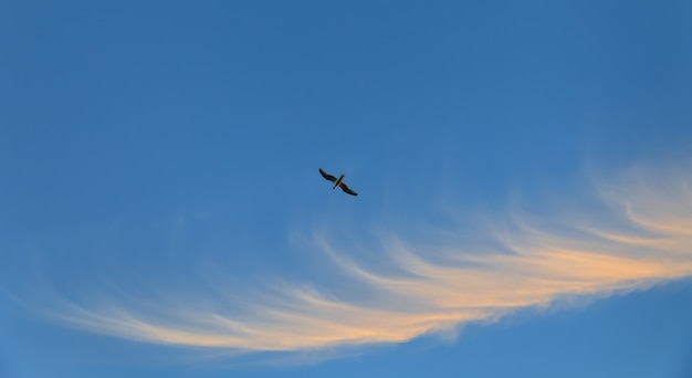 Gaviota volando contra el cielo azul