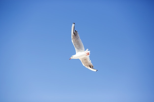 Gaviota volando contra el cielo azul