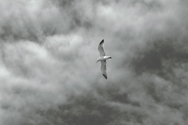 La gaviota volando contra el cielo nublado