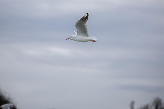 Gaviota volando contra el fondo del cielo nublado