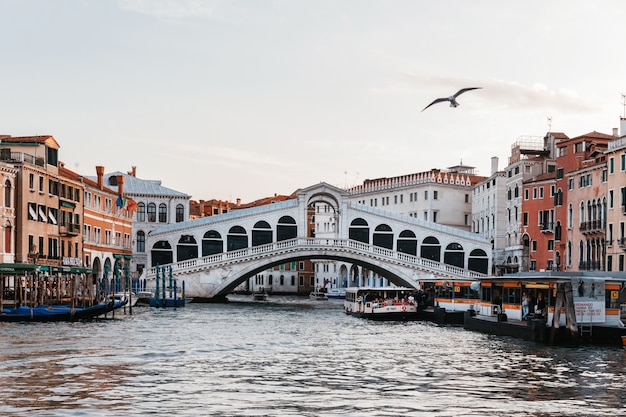 Gaviota volando en el entorno urbano de Venecia