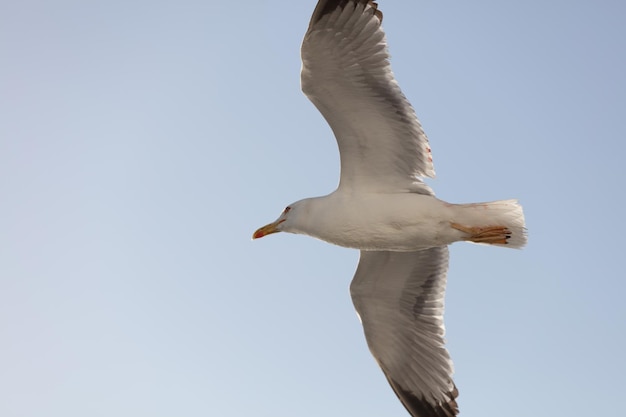 Gaviota volando en fondo azul de cerca