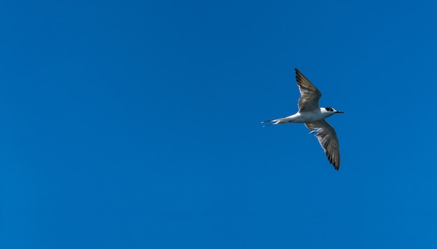 Gaviota volando en el fondo del cielo azul