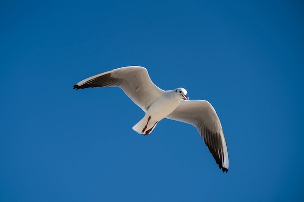 Foto gaviota volando en el fondo de cielo azul