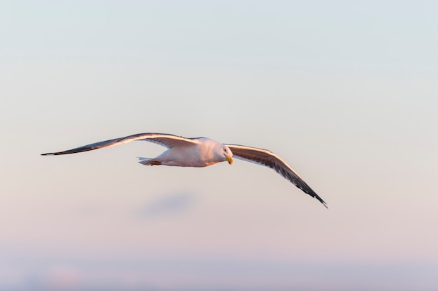 Gaviota volando en el mar al atardecer. Iluminación de la hora dorada.